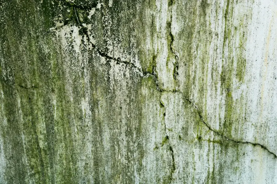 Our Commitment to a Mold-Free and Healthy Environment
